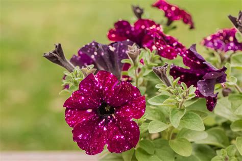 Galaxy Petunia Care And Growing Guide