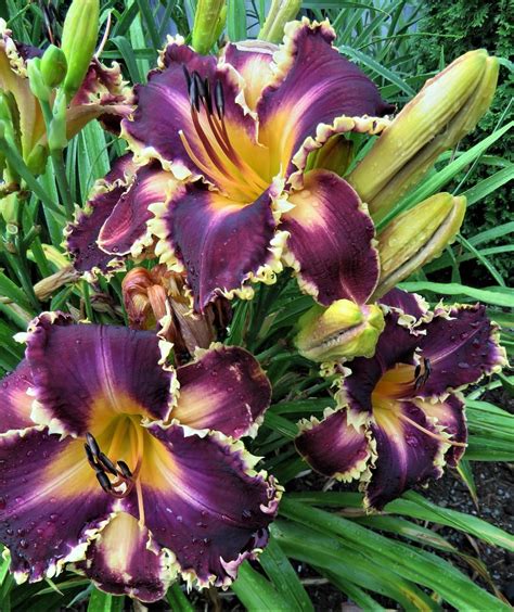 Daylily (Hemerocallis 'Draak') in the Daylilies Database - Garden.org