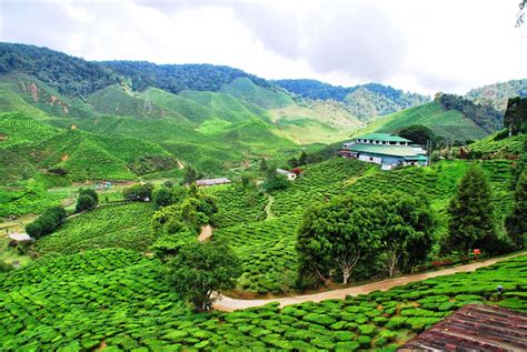 The farm is famous for growing organic salad vegetables and fresh strawberries. Pak Idrus's Blog...: A Visit to Cameron Highlands...