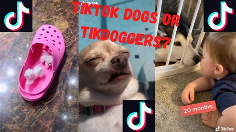 Cute Tiktok Dog Compilation Puppers Will Be Doggos Funny Memes