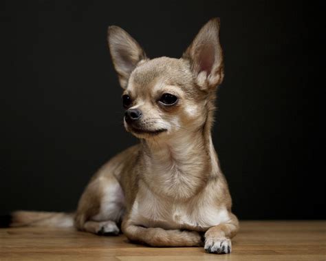 55 Very Beautiful Chihuahua Dog Photos And Pictures