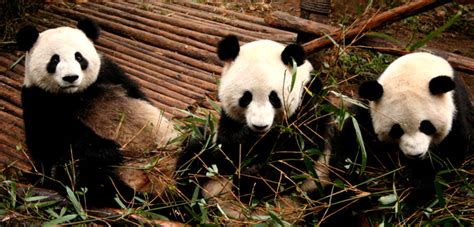 Volunteer China Pandas Mynatour