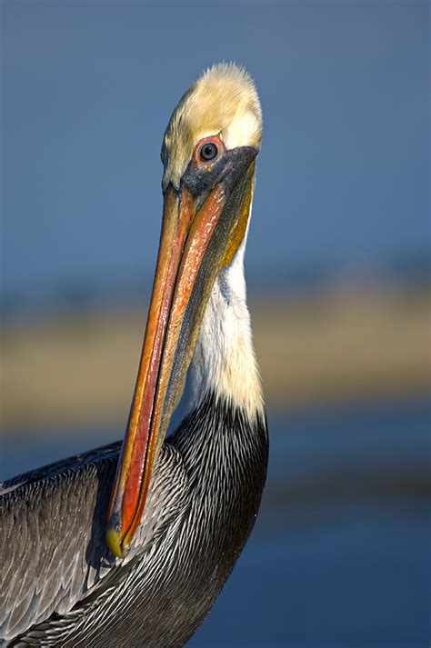 Brown Pelican The Audubon Birds And Climate Change Report