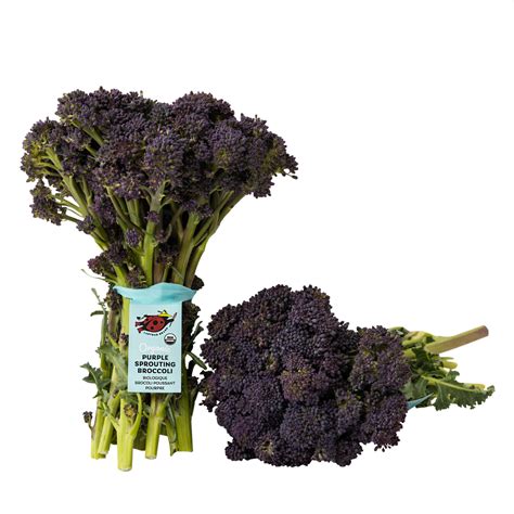 Purple Sprouting Broccoli — Ladybug Produce