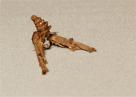 Euteliid Moth Eutelia Or Anigraea Sp Euteliinae Euteli Flickr