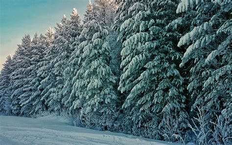 Download Wallpapers Winter Snowy Fir Trees Beautiful Nature Forest