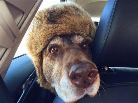 12 Dogs Who Arent Impressed With The Silly Hats Their