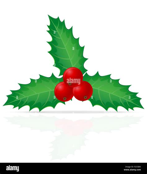 Christmas Holly Berry Illustration Isolated On White Background Stock
