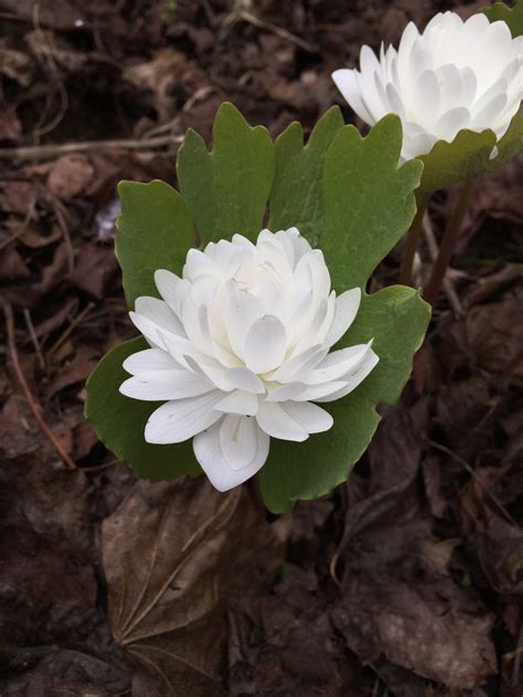 Canada Puccoon Sanguinaria Flower Leaf Care Uses Picturethis