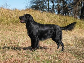 The goals and purposes of this breed standard include: Flat-Coated Retriever Dog Breed Profile | Petfinder