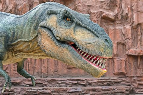Premium Photo Tyrannosaurus Is A Genus Of Coelurosaurian Theropod