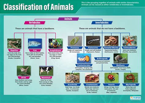 Buy Daydream Education Classification Of Animals Science S