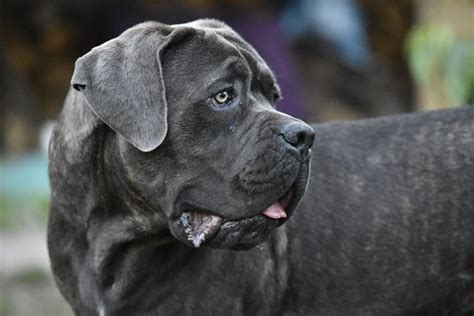 ultimate cane corso breed information train   dogs