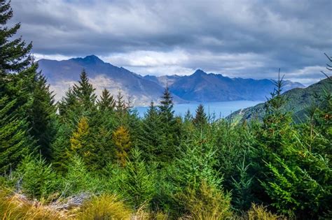 12 Iconic Types Of Pine Trees In New Zealand Progardentips