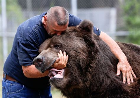 Bear With Him Man Grabs Attention For Hugging Big Bears The Seattle