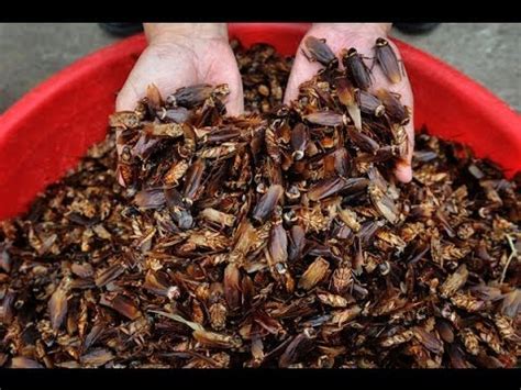 They can also destroy fabric and paper products. Cockroach Farming Is Booming In China - YouTube