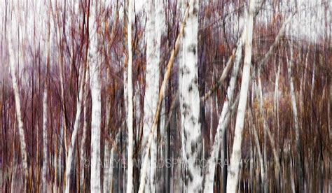 Rustic Birch By Sally Edwards Art Gallery Sw Ltd