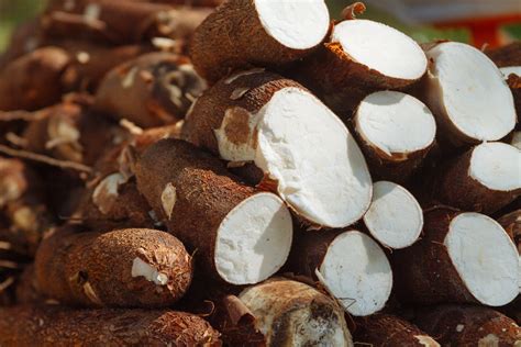 12 Facts You Did Not Know About Cassava