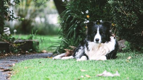 Download Wallpaper 2560x1440 Border Collie Dog Lies Spotted