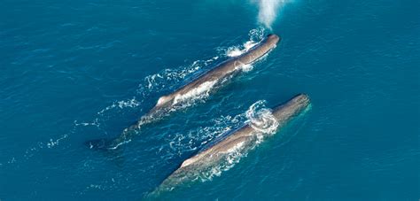 The Bro Bonds Of Sperm Whales Laptrinhx News