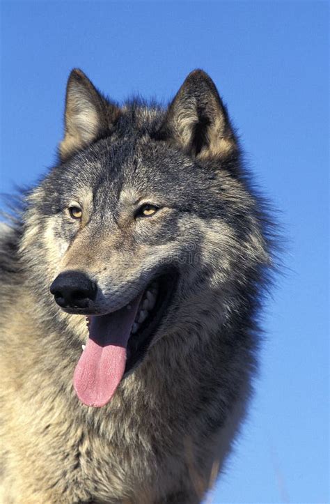 North American Grey Wolf Canis Lupus Occidentalis Stock Photo Image