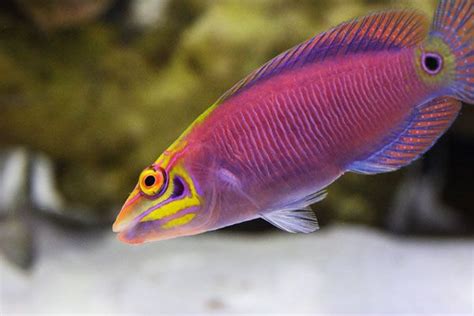 Mystery Wrasse Saltwater Fish Tanks Saltwater Aquarium Colorful Fish