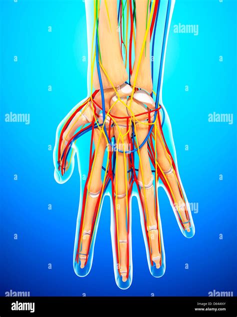 Hand Anatomy Hi Res Stock Photography And Images Alamy