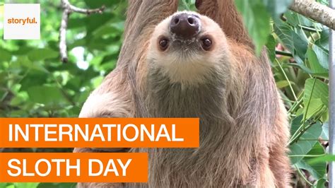 International Sloth Day Best Event In The World