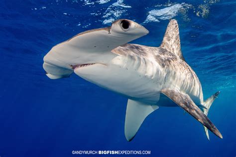 Snorkeling With Mako Sharks 2019 Big Fish Expeditions