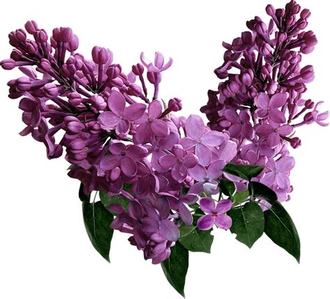 Lilac Background Png Png Play