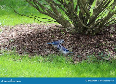 Two Blue Jays Stock Photo Image Of Feeding Bird Blue 272094566