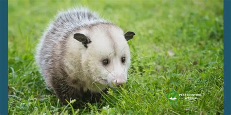 Do Opossums Hibernate In Winter