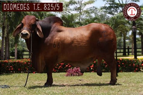 Diomedes 8255 Toro Brahman Rojo Que Deja Un Gran Legado Revista