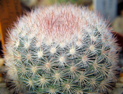 Old man of the andes. Types of Cacti - You'd Never Ever Believe They Were So Pretty