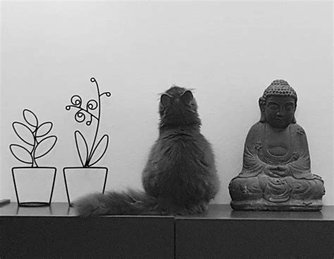 Temple Cats ☸️ Buddha Statue Buddha Statue