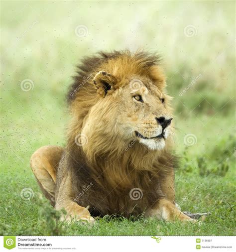 Lion Lying Down In The Grass Stock Image Image Of Lion Africa 7136997