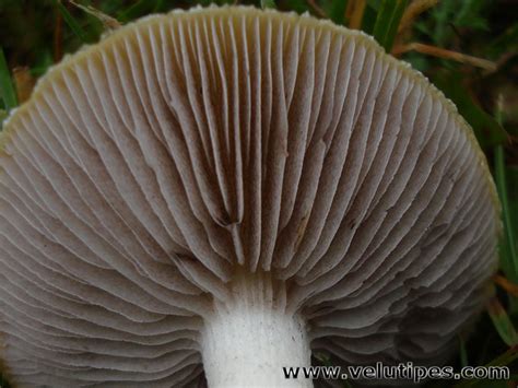 Stropharia Coronilla Nurmikaulussieni Natural Fungi In Finland