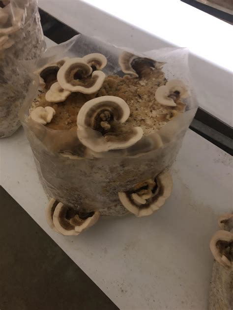 how to grow turkey tail mushrooms wsmbmp