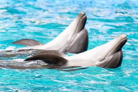 Are Dolphins Dangerous 17 Facts That Suggest They Are