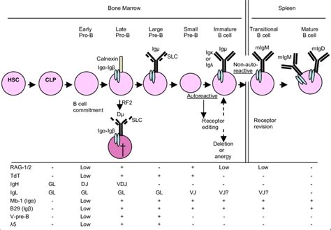 B Cell Differentiation And Maturation Scheme Developmental Stages Of B