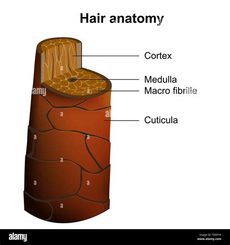 Anatomical Structure Of The Hair Under The Vector Ima