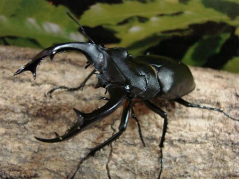 La femelle ne dispose pas des mêmes « outils » et se fait appeler grande biche. Lu.ジュダイクス（Lucanus cervus judaicus） - little story~insect cafe~
