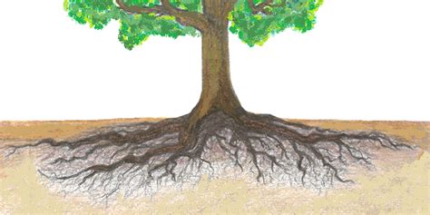 The Dangers Of Root Disturbance Arborilogical