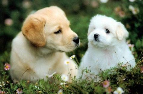 Kies en print een schattige kleurplaat van een lief jong hondje. Puppy Kleurplaat Schattige Dieren