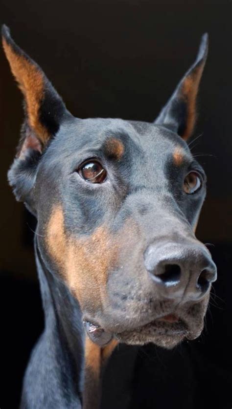 Doberman Pinscher Dogs Look Beautiful With Cropped Ears Or Floppy Ears