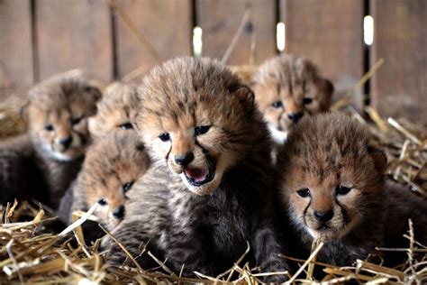 7 Baby Cheetahs Born At Metro Richmond Zoo