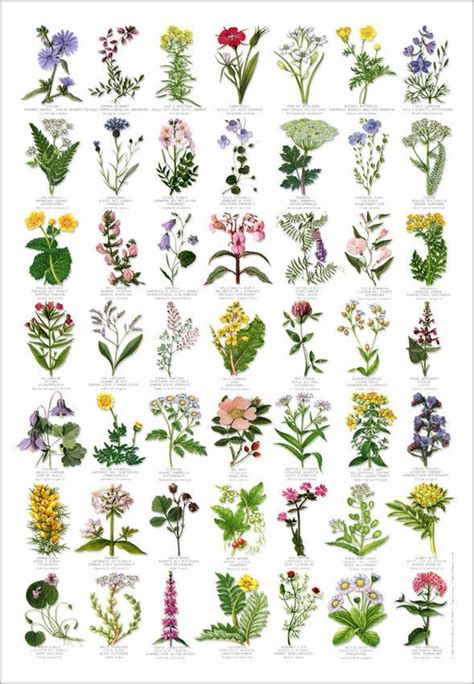 British Wild Flowers Identification Chart Nature Poster Flower
