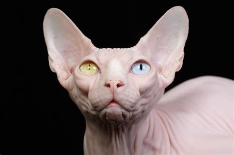Gato Sphynx Uma Espécie De Gatos Sem Pelos E Um Tanto Assustadora Tem