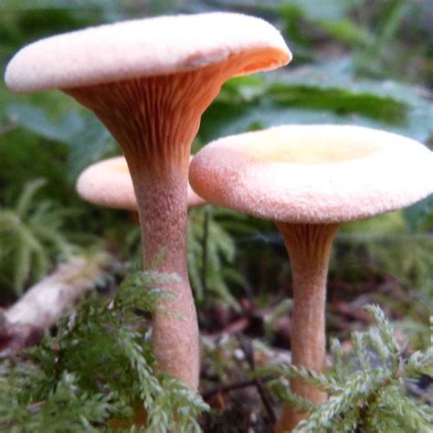 Wild Mushroom Seasonal Chart Mushroom Hunting And Identification
