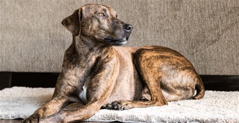 Plott Hound Dog Breed Information Breed Advisor